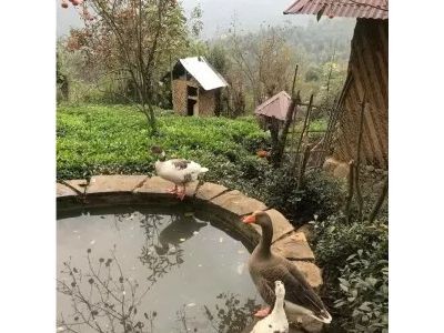 بوم گردی مه میان
