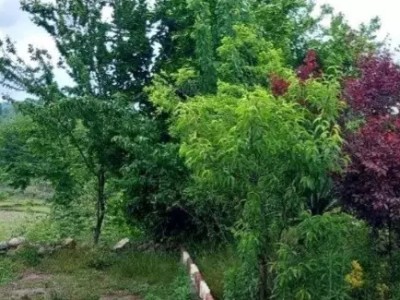 سوییت با تراس سنتی" امید" گنجار زیبا