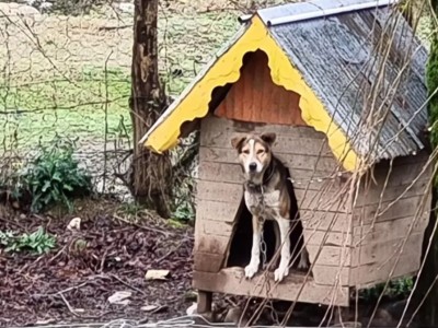 سوییت با تراس سنتی" امید" گنجار زیبا