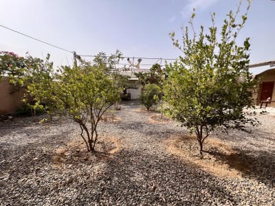 بومگردی مروارید(دلفین)