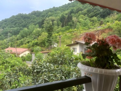 سوییت دربستی جنگلی