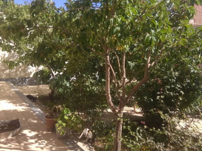 واحد تک خوابه با حیاط خلوت
