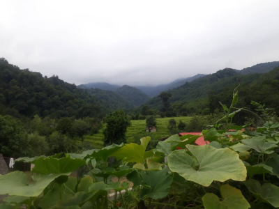 ویلا نیم پیلوت بام با منظره جنگل و مزرعه برنج ویلا نیم پیلوت بام با منظره جنگل و مزرعه برنج