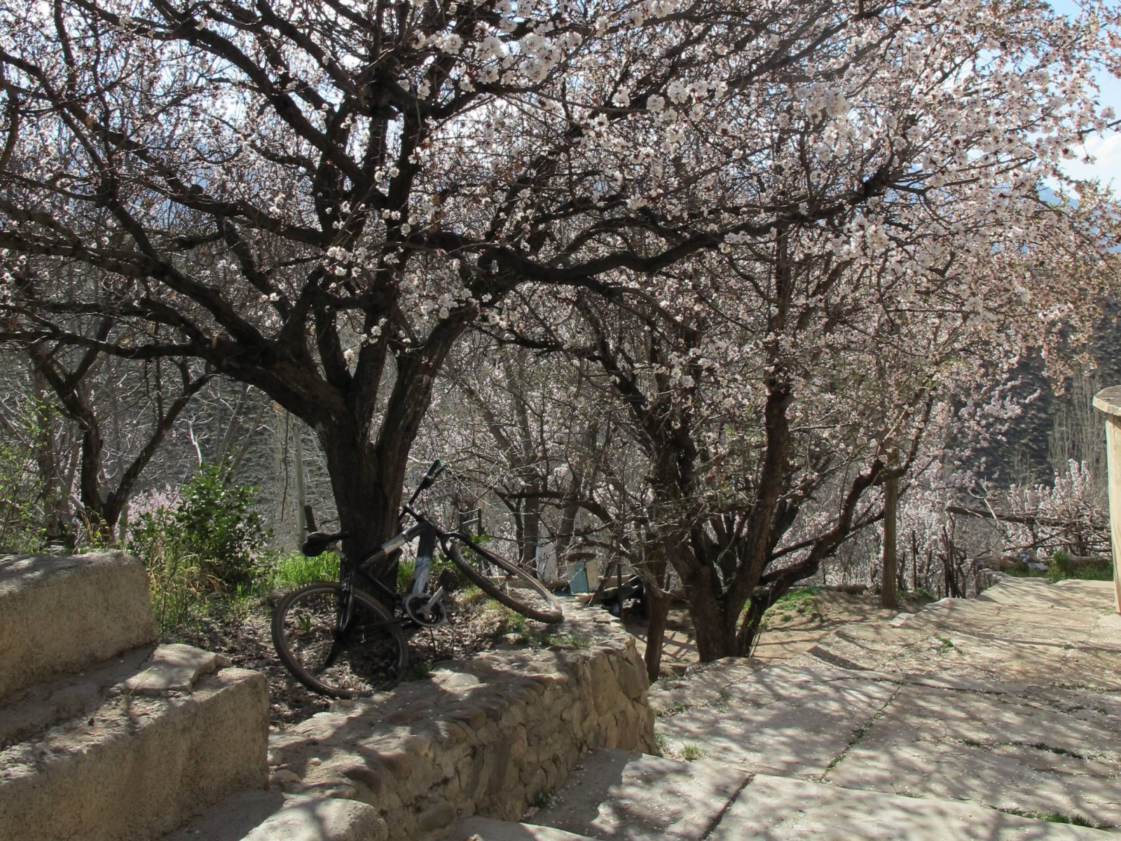 حیاط