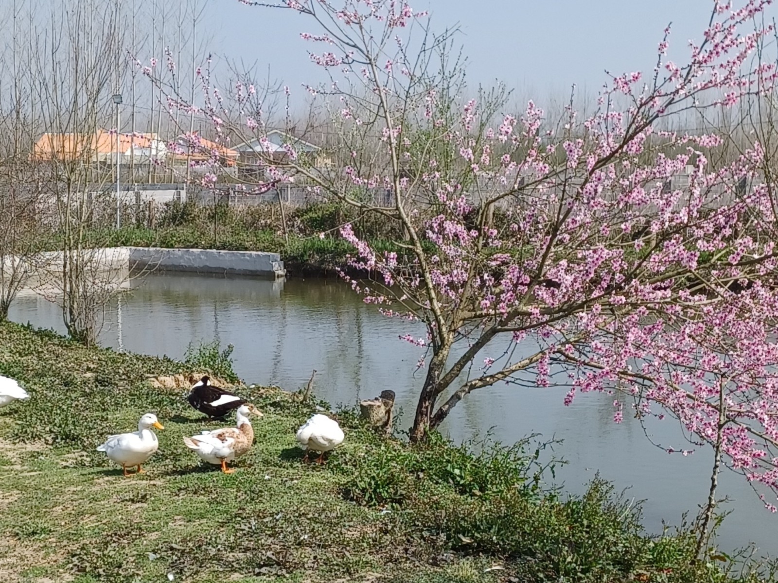 مرغابیهای دریاچه مرغابیهای دریاچه