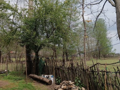 اقامتگاه روستایی با منظره کوه و جنگل