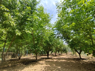 ویلا باغ دو خوابه و مبله در سنندج