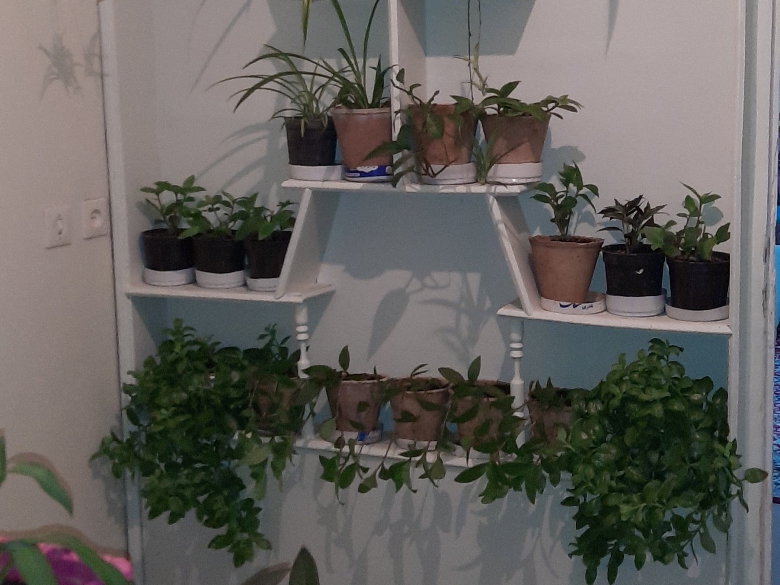 گلخانه گلخانه