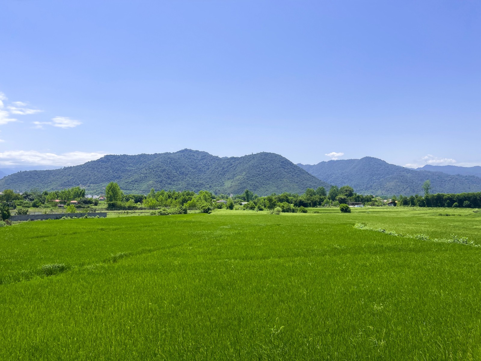 ویو بام سبز