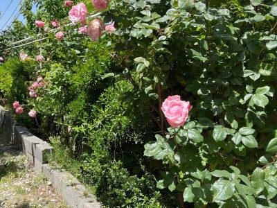 اتاقک یاس آبی با ویو ابدی