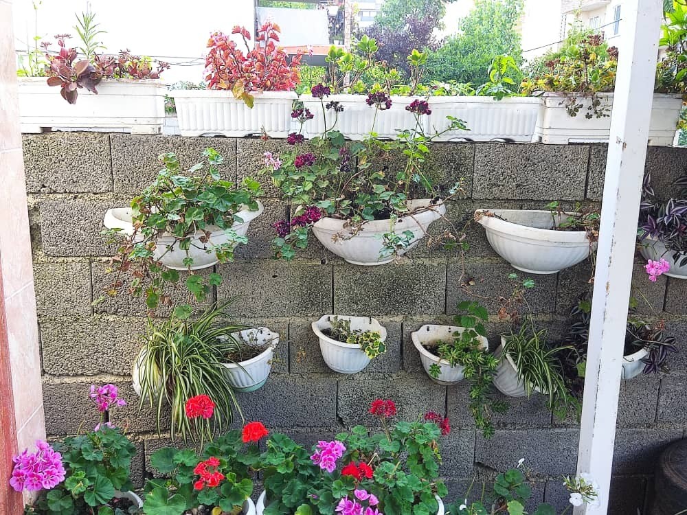 محوطه حیاط محوطه حیاط