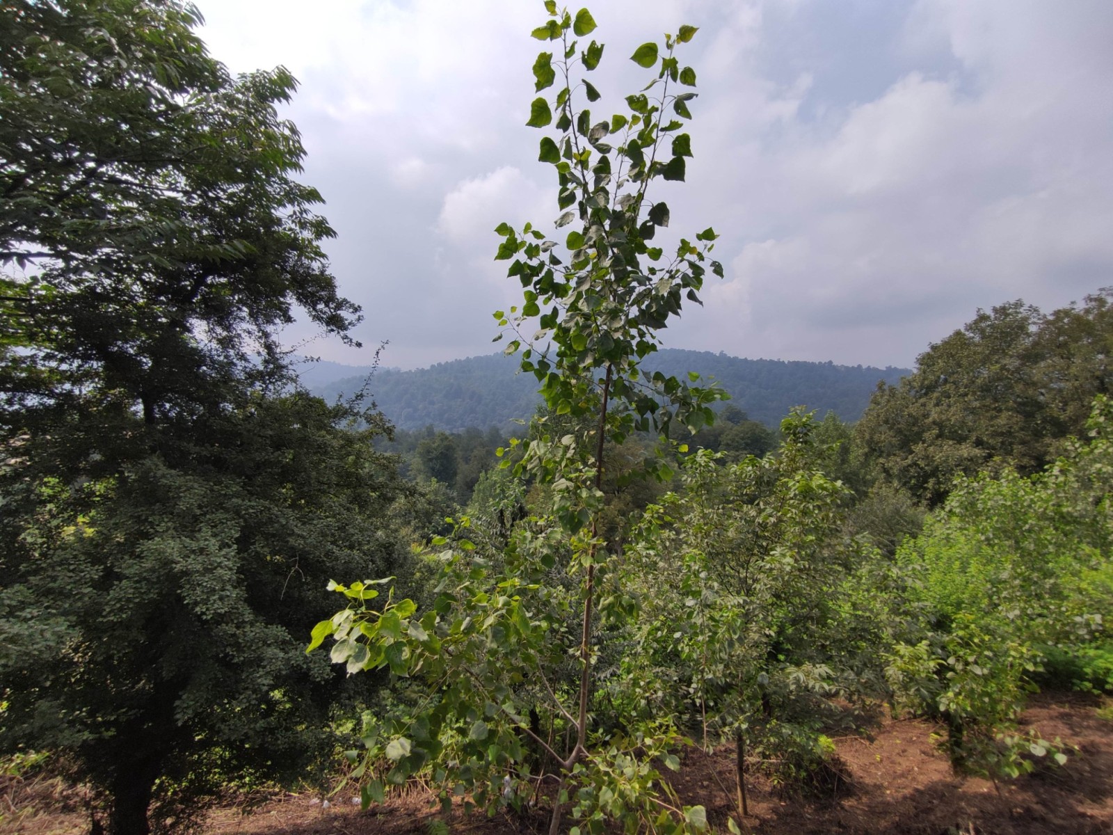 ویو بالکن ویو بالکن