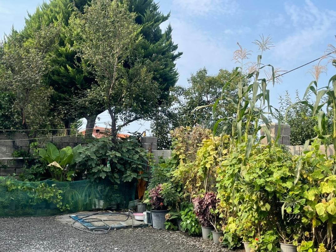 حیاط و گل گیاه