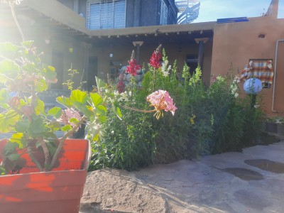 بومگردی ماری گل اتاق افراگل