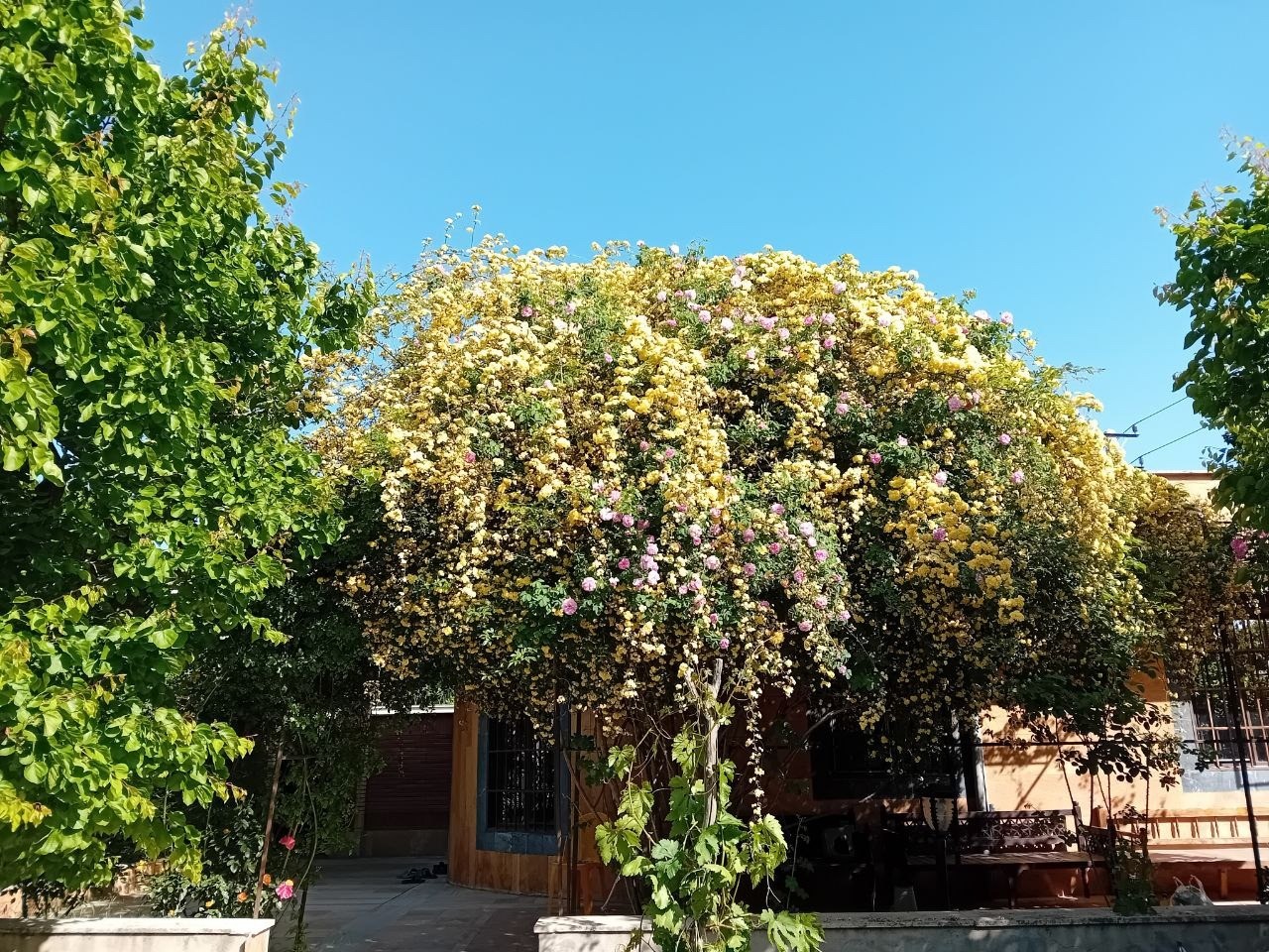 حیاط