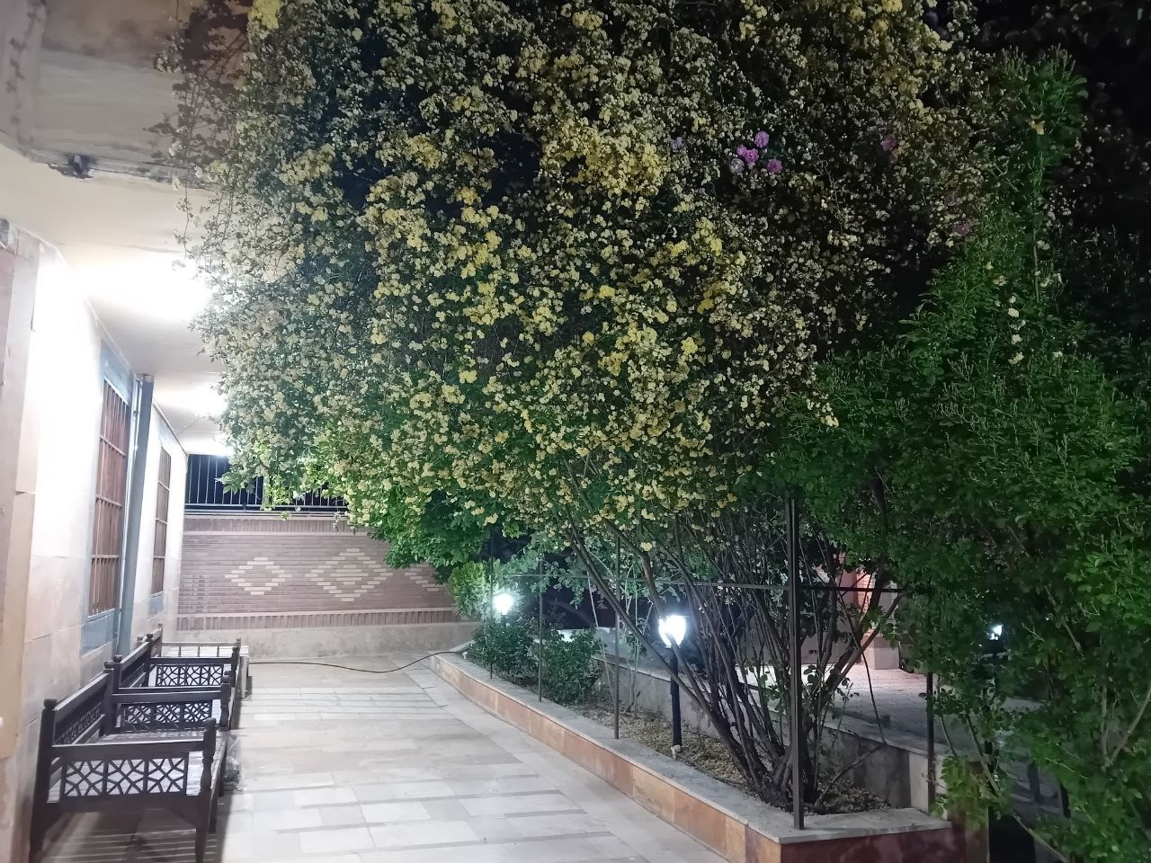 حیاط