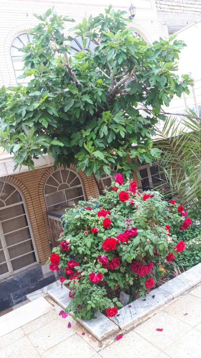حیاط