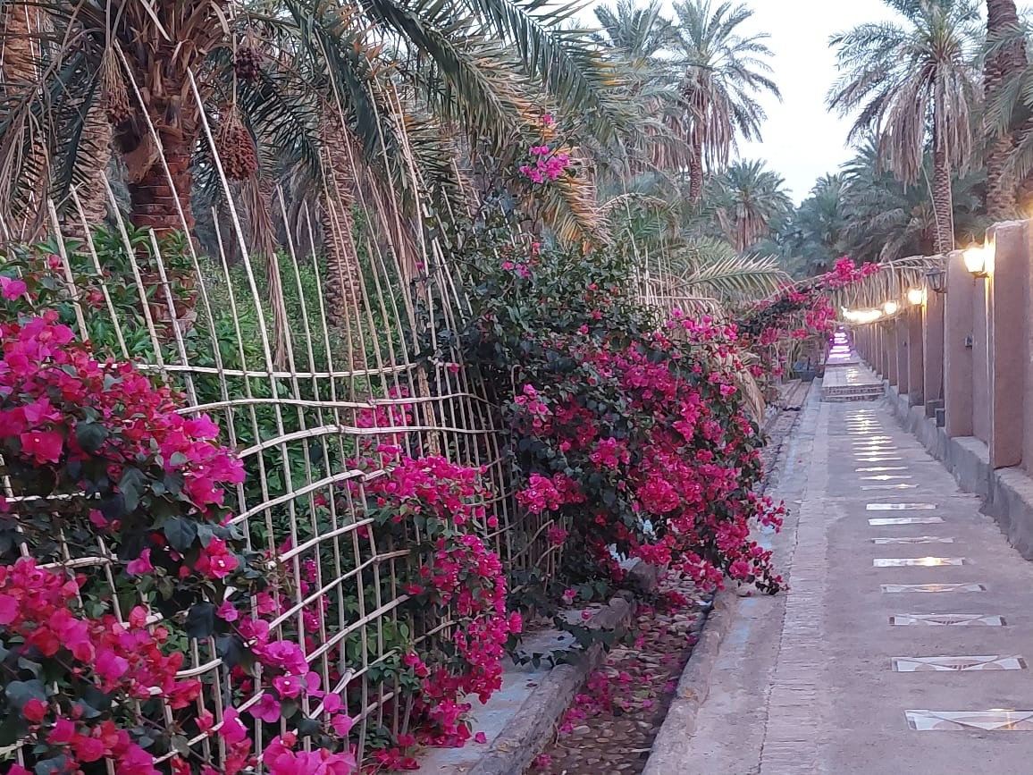 حیاط