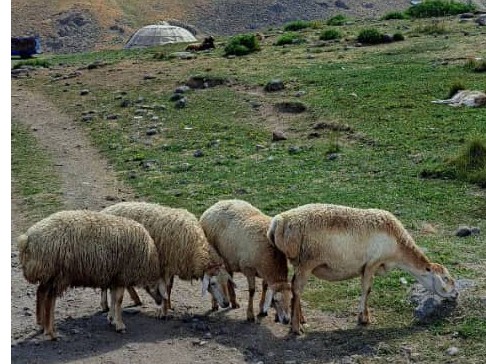 محوطه
