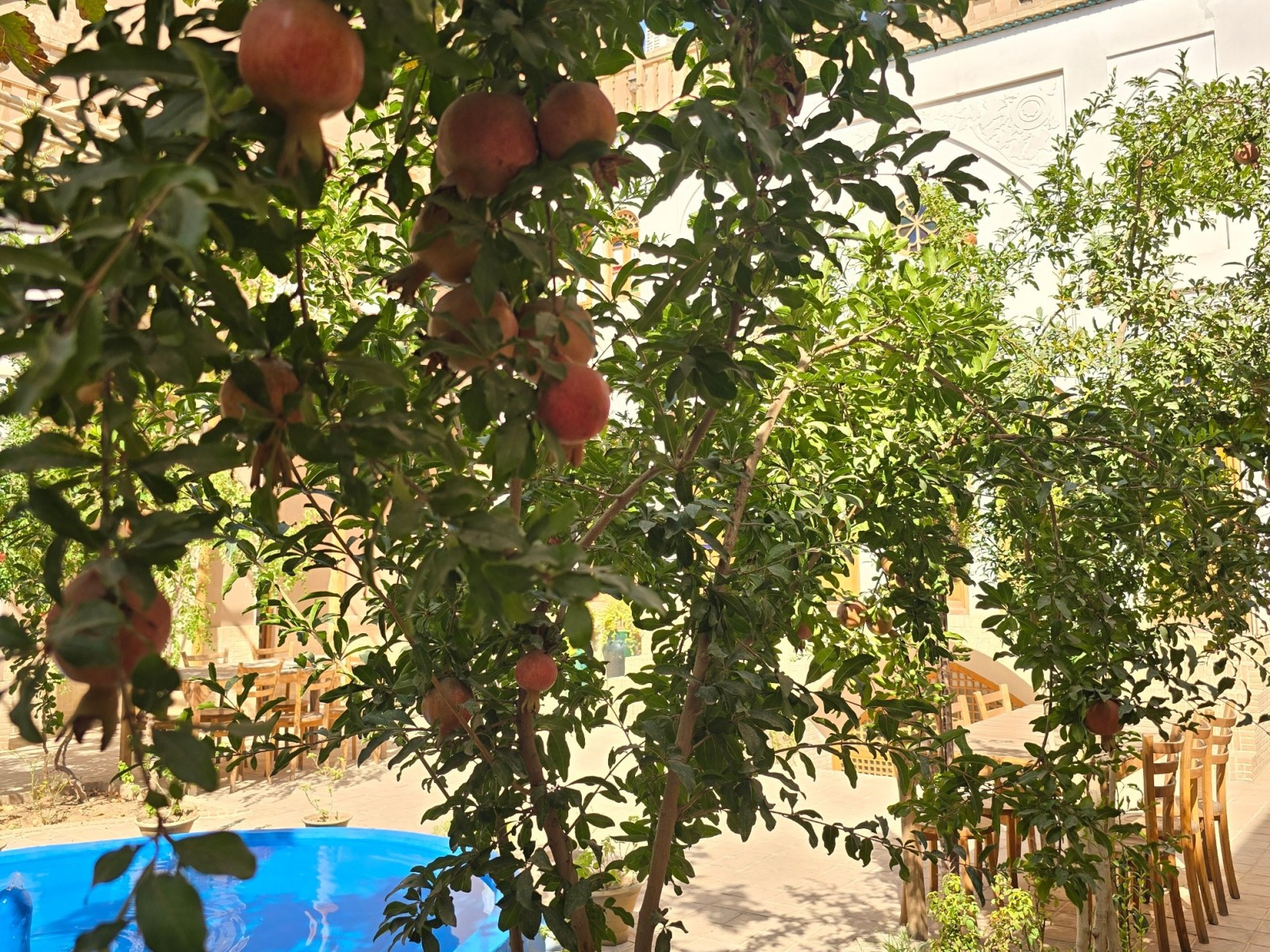 حیاط