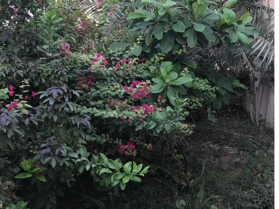 حیاط مشترک حیاط مشترک