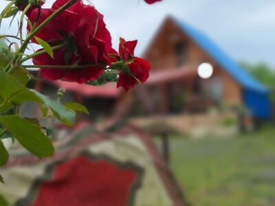 کلبه سوئیسی خجسته