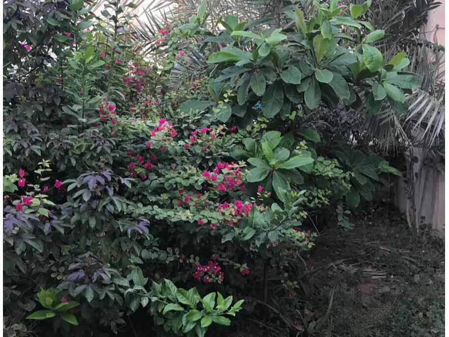 حیاط مشترک حیاط مشترک