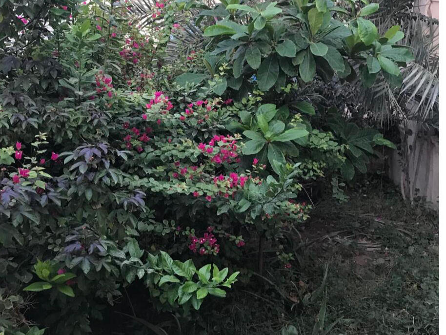 حیاط مشترک حیاط مشترک