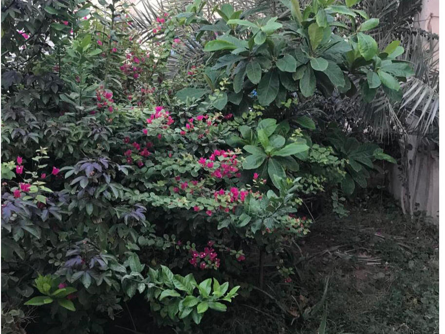 حیاط مشترک حیاط مشترک