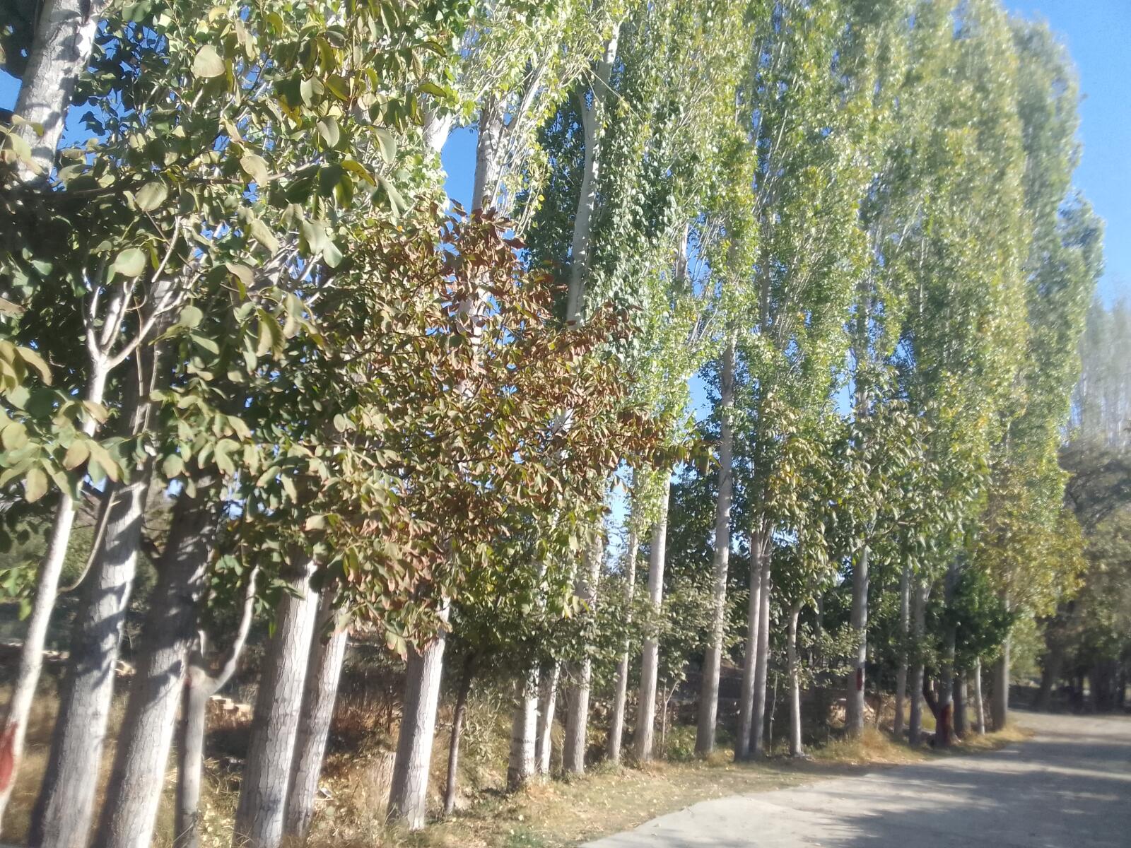 کوچه اقامتگاه