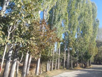 خانه مسافر پاچنار