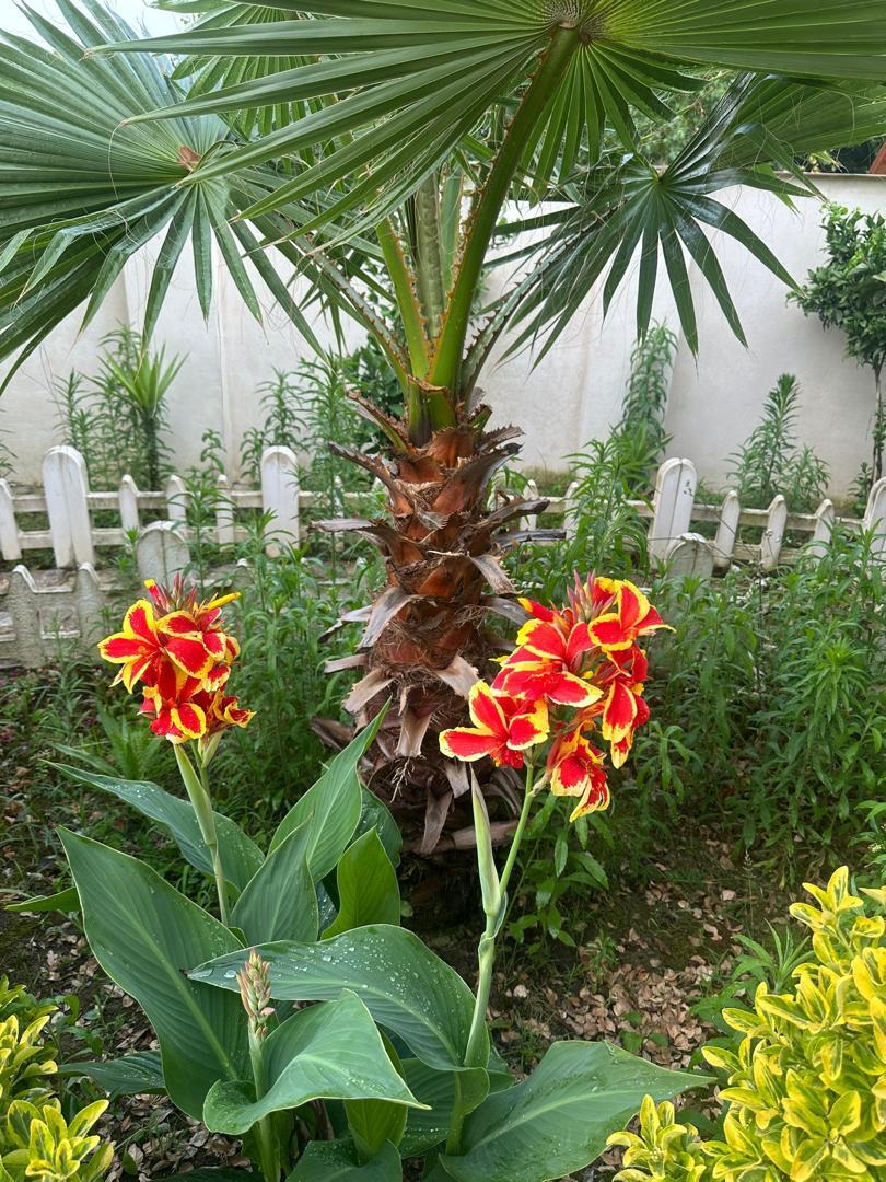 حیاط