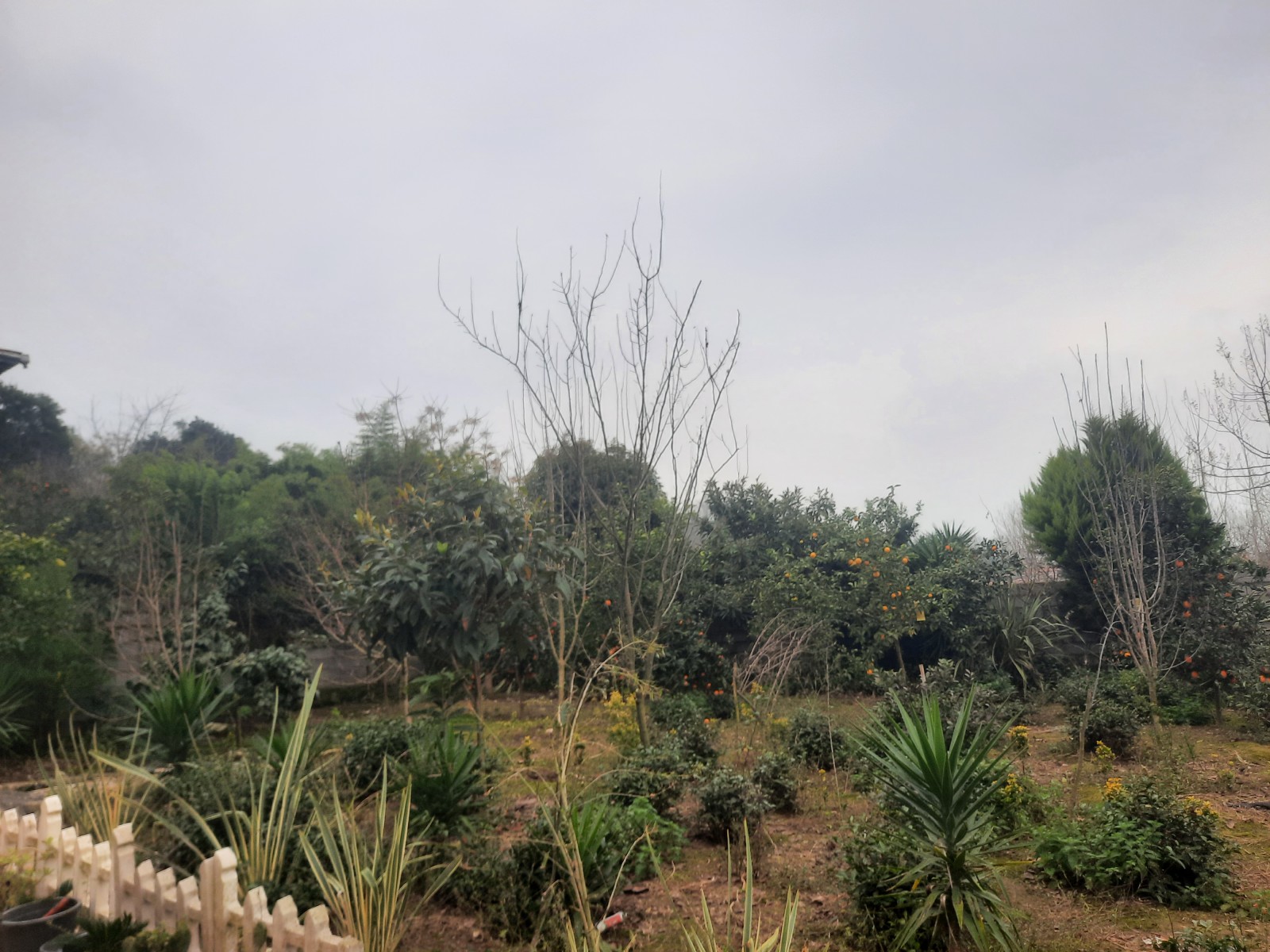 حیاط