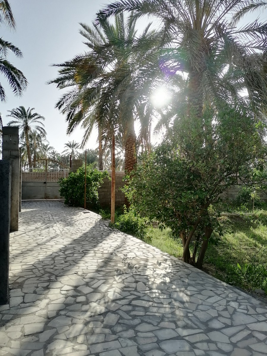 حیاط