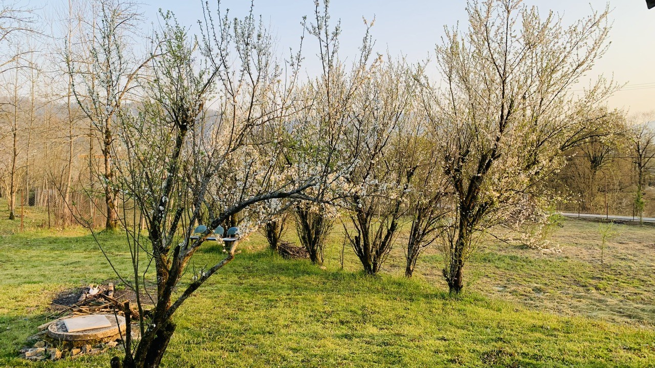 حیاط حیاط