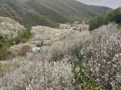 کلبه سوئیسی ایواز کلبه سوئیسی ایواز