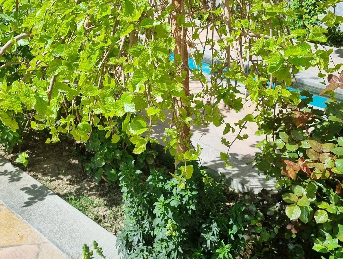حیاط