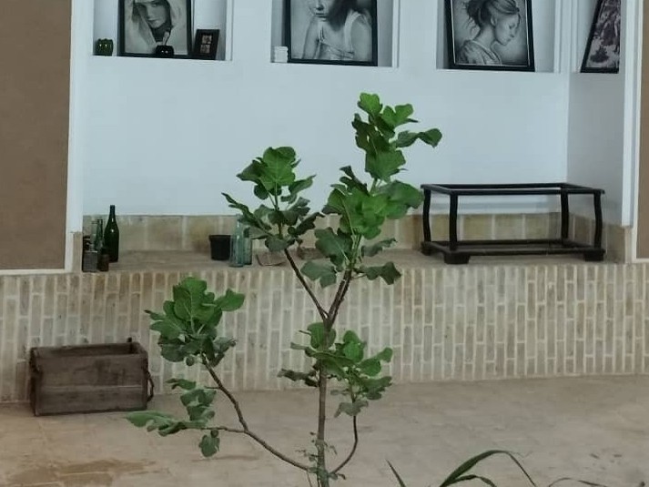 حیاط