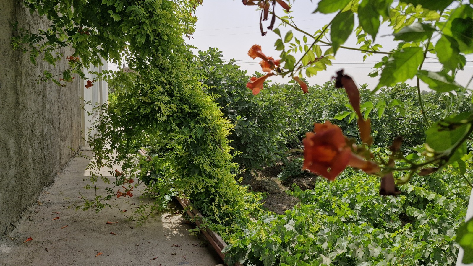 ورودی پیاده رو ویلا ورودی پیاده رو ویلا