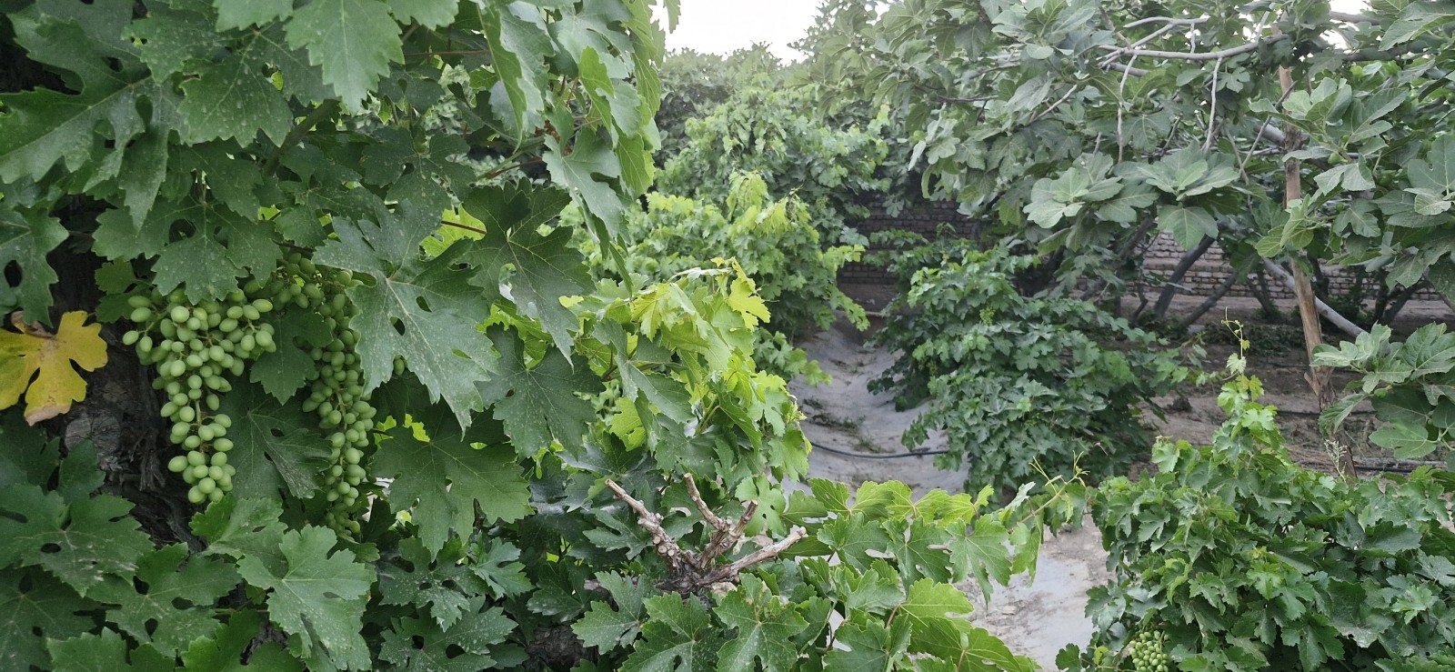 درختان انگور درختان انگور