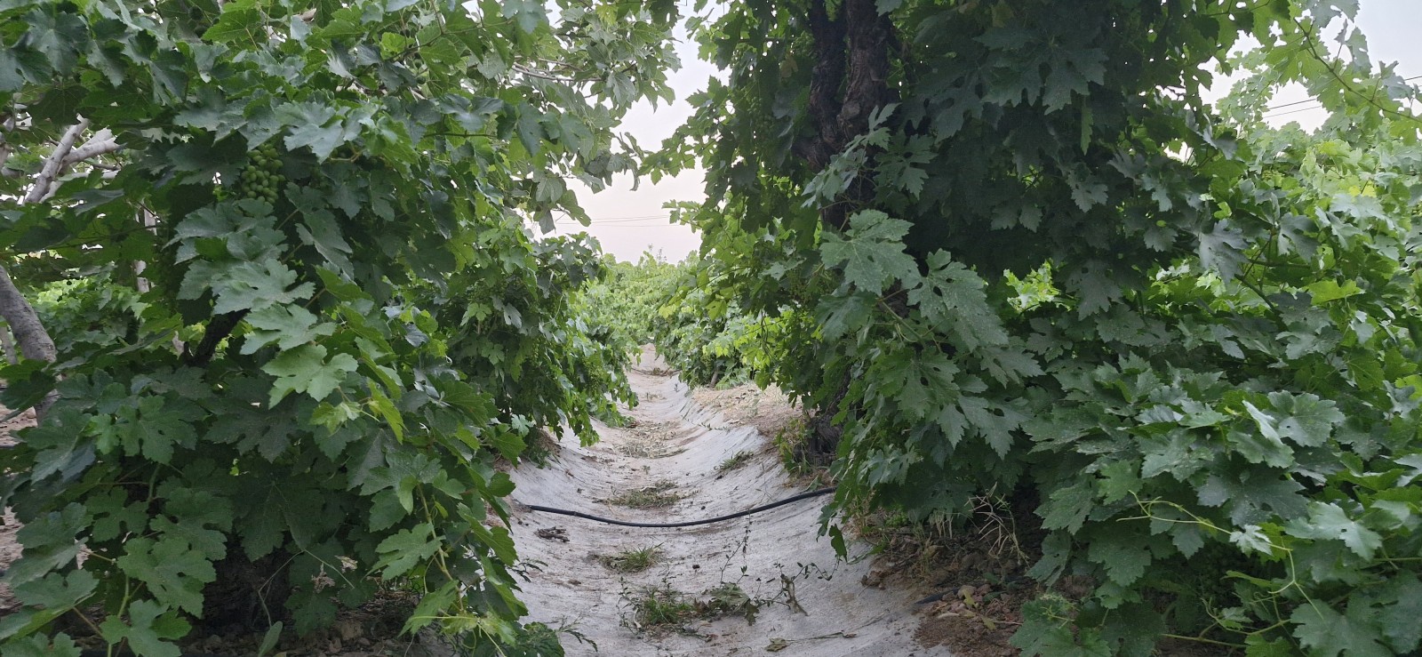 جوی آب در باع جوی آب در باع