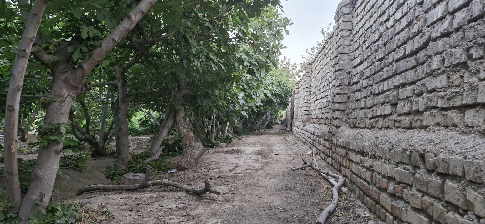 دیواره باع دیواره باع