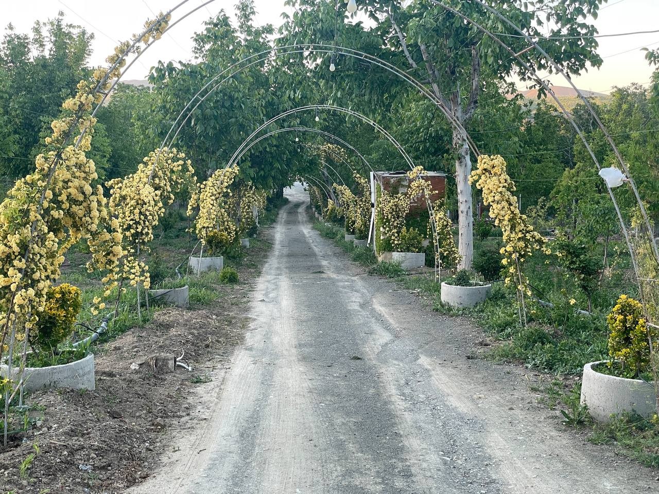 حیاط