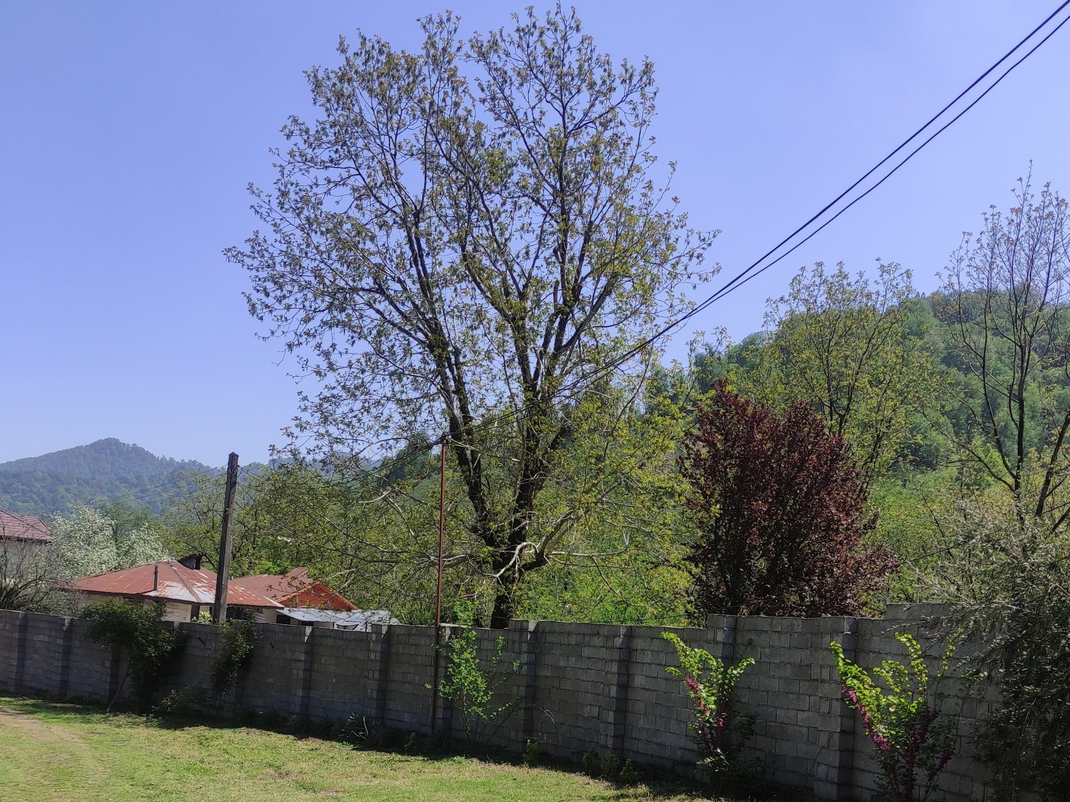 حیاط