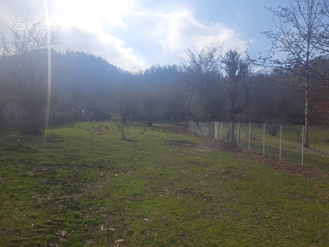 حیاط ۴هزار متر جنگل حیاط ۴هزار متر جنگل