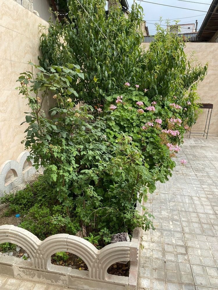 حیاط