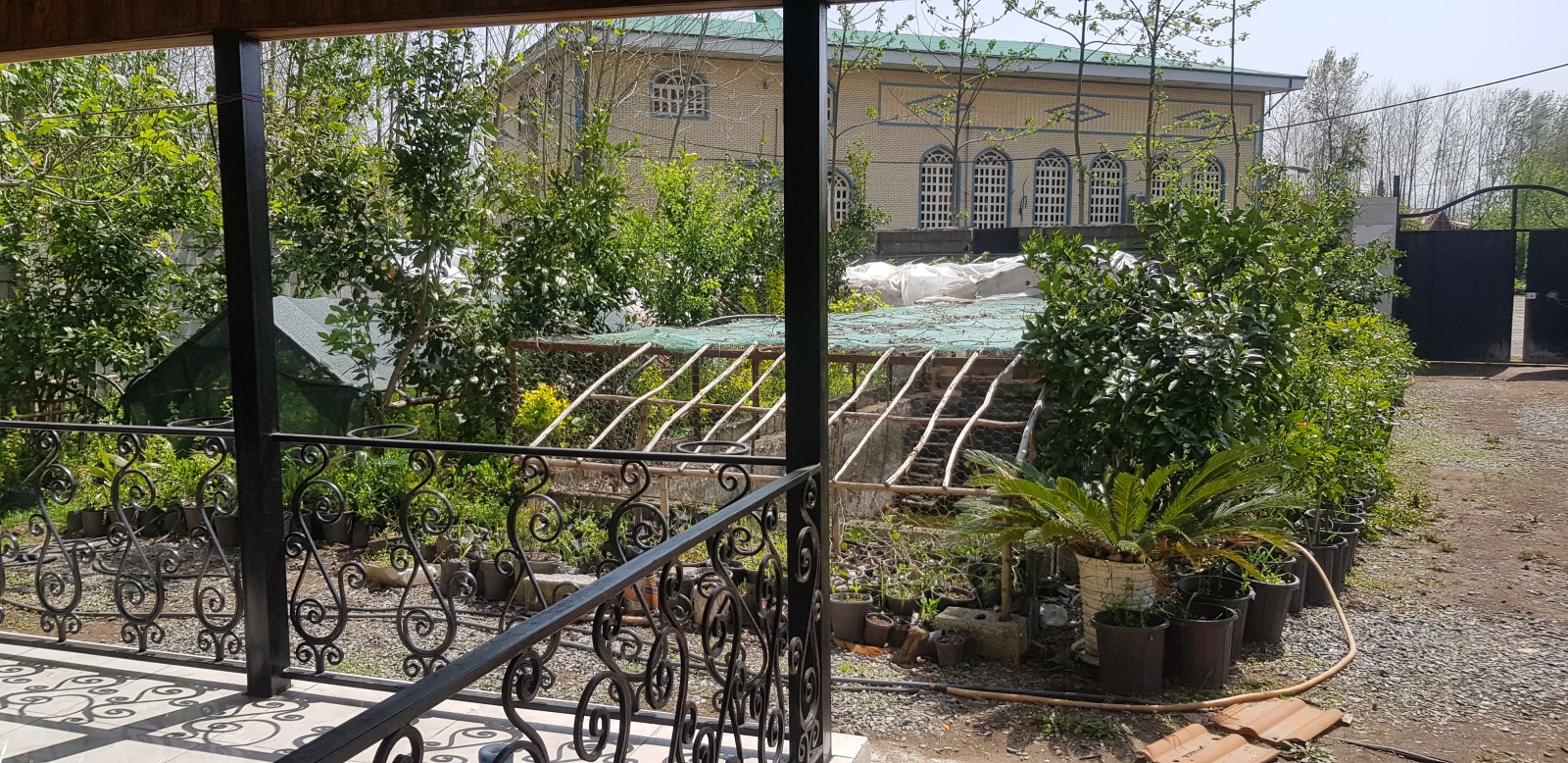 حیاط