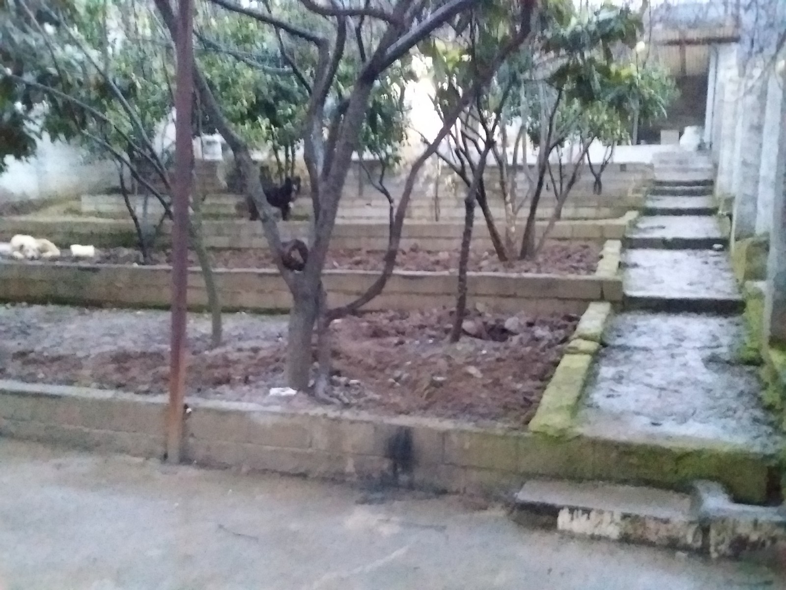حیاط