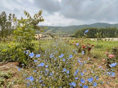 اقامتگاه بومگردی مهربانو "واحد ایران بانو و زر بانو" اقامتگاه بومگردی مهربانو "واحد ایران بانو و زر بانو"