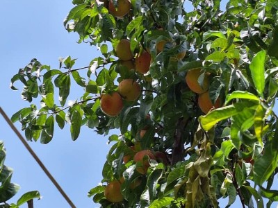 باغ ویلای پرتقال باغ ویلای پرتقال